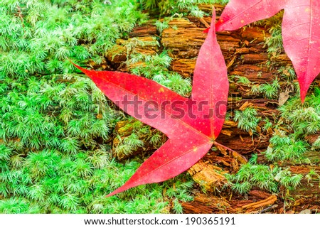 Maple leaf and moss in forest