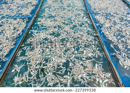 Small Fish drying on blue net