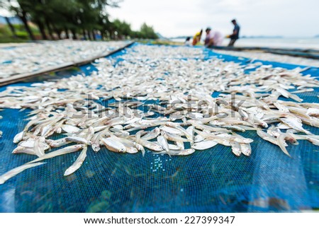 Small Fish drying on blue net,shallow DOF