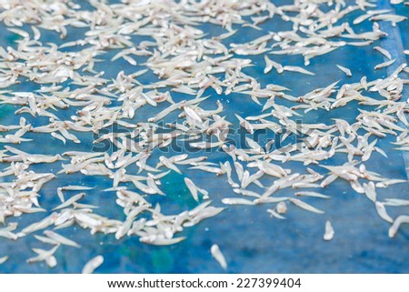 Small Fish drying on blue net