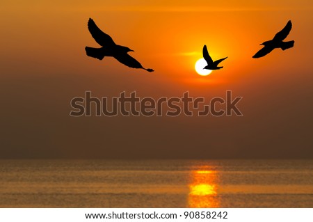 Silhouette of birds flying over the sea in sunset time