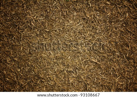 Texture of dry grass lawn