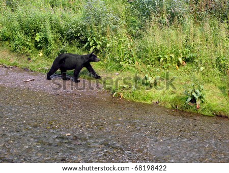 Black Bear hunting.