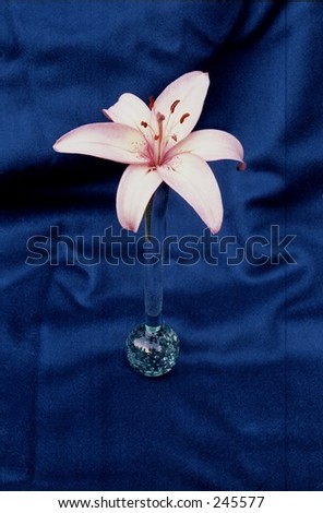 Lily in Art Deco style bud vase on cobalt blue background.
