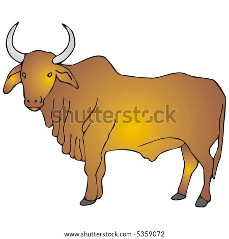 Asian Zebu