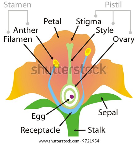 Parts Flower on Art Illustration  The Parts Of A Flower   9721954   Shutterstock