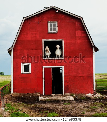 Two Goats Look Out From The Hayloft Of A Barn