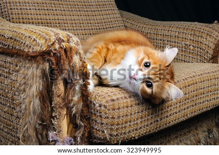 As our beloved pets are destroying the upholstery on the furniture