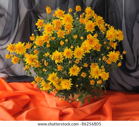 Bouquet of yellow chrysanthemums in a pot on the black and orange background