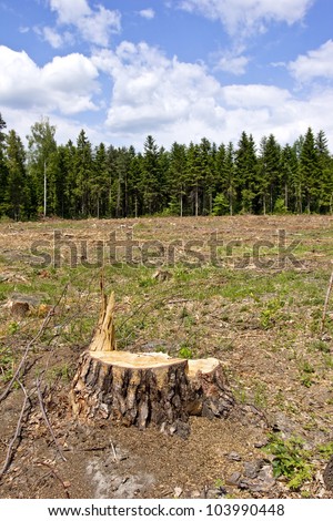tree stumps and felled forest