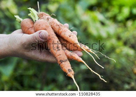 hand keeping fresh carrots against green vegetable beds