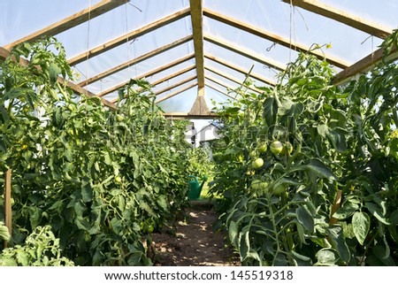 organic tomatoes in backyard glasshouse