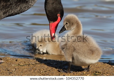 Black swan cygnets and parent