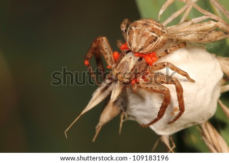Spider with red mites and eggsack
