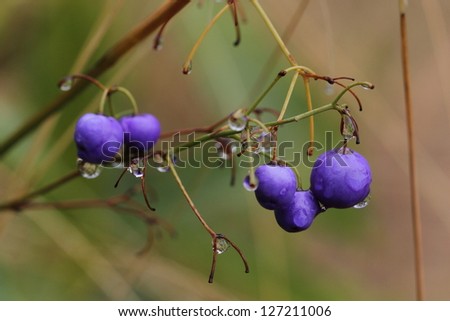 Purple fruit