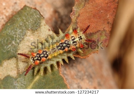 Colorful stinging cup moth caterpillar