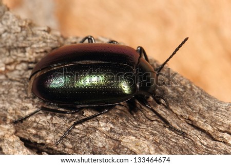 Black shiny beetle