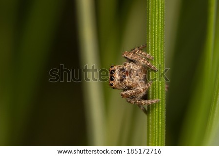 Cute jumping spider