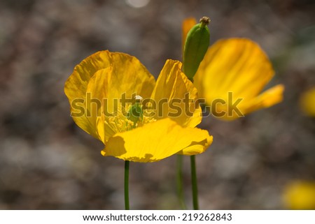Yellow poppies