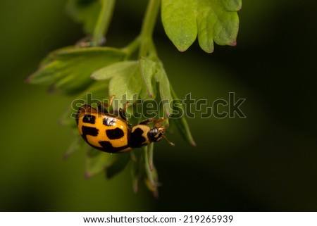 Yellow lady beetle