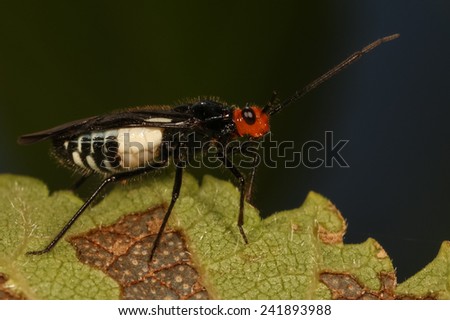 Wasp mimic - true bug that looks just like an ichneumon wasp