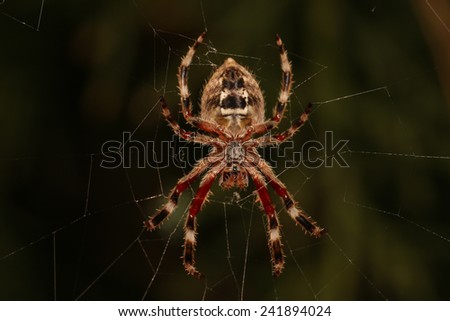 Garden orb spider underside