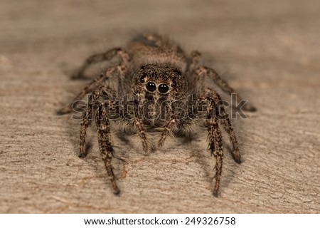 Large jumping spider - front