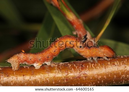 Caterpillar Orange