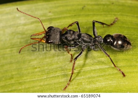 Jumping-jack ant