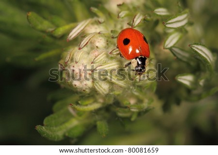 Two spotted lady beetle
