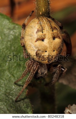 Round Spider