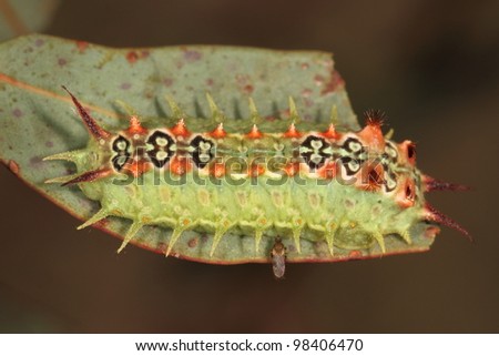 Stinging caterpillar with tiny fly
