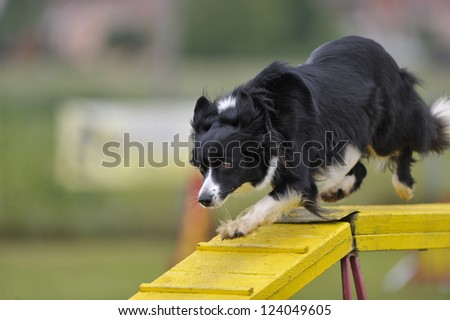 Border Collie crossing dog-walk obstacle on agility course Border Collie crossing dog-walk obstacle on agility course