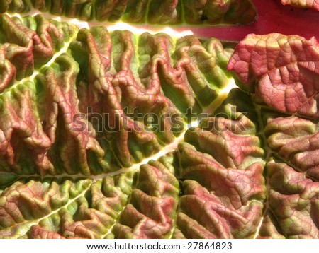 Rhubarb leaf detail