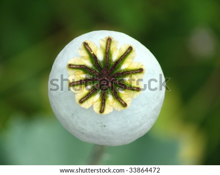 Poppy Fruit