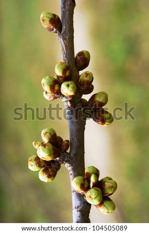 Small, green buds on tree at spring