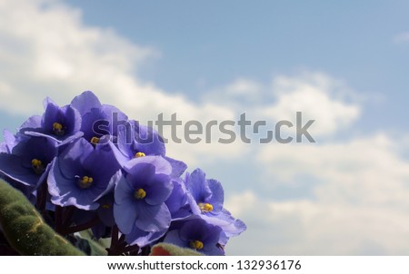 viola flower and sky,  Poland