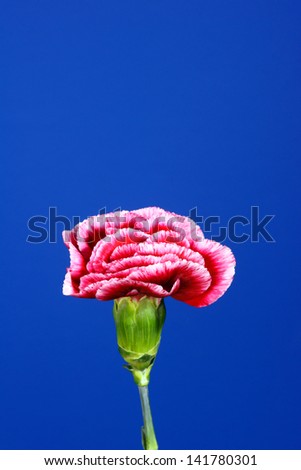 red carnations on a blue background