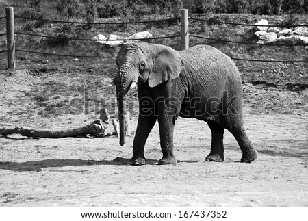 black and white elephant in zoo in Poland