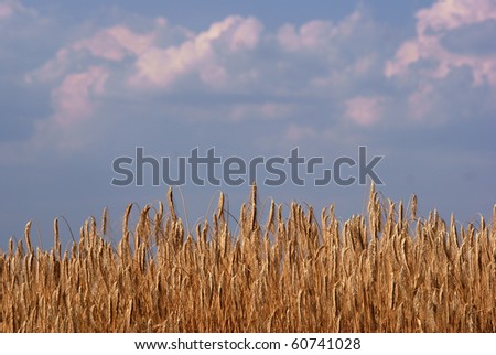 grain,farming,Poland