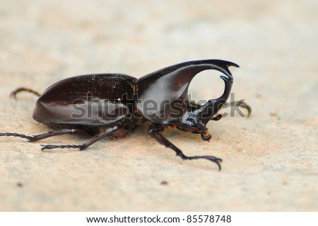 Hercules beetle, the  warrior of scarab