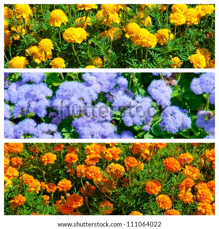 Collage of three blooming flowers pics
