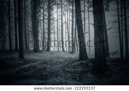 Spooky Night Forest with fog
