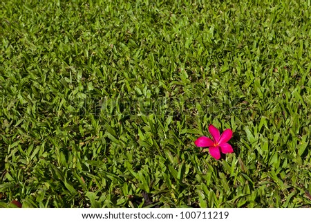 Red orchid lei flower on green grass; Hawaiian background theme