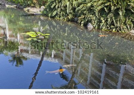 Red fish and pink Lotus flowers in decorative pond with up side down reflection