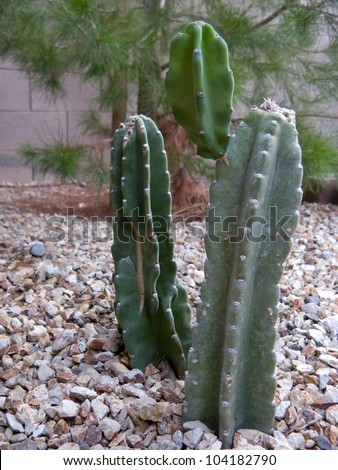 Desert garden in Spring - Old Daddy and Mammy with Baby Cacti