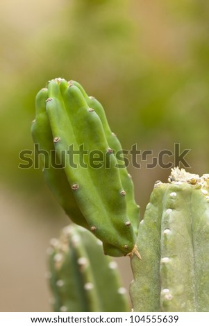 Closeup of Thornless Cactus sprout; Spring in desert garden