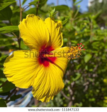 Official state flower of Hawaii, close up