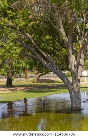 Rain water and ducks around tree during summer monsoon season; Cortez park, Phoenix, Arizona