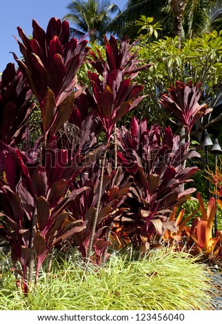 Colorfull lush Hawaiian tropical garden vegetation